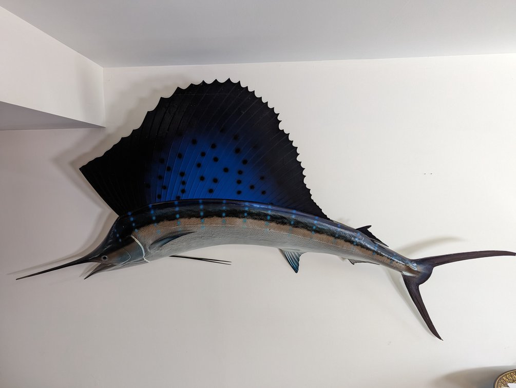 Sailfish Taxidermy