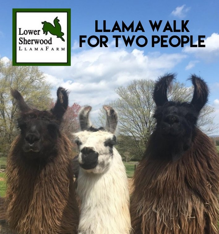 Llama Walk For Two