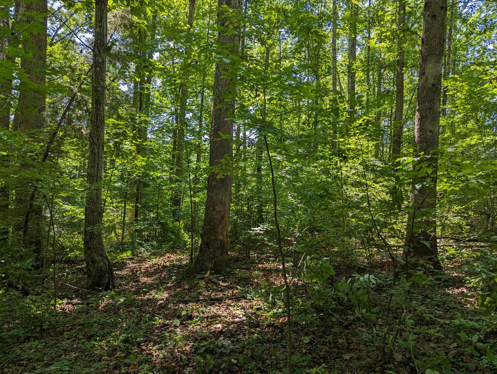 Image for Lake Anna Waterfront Property