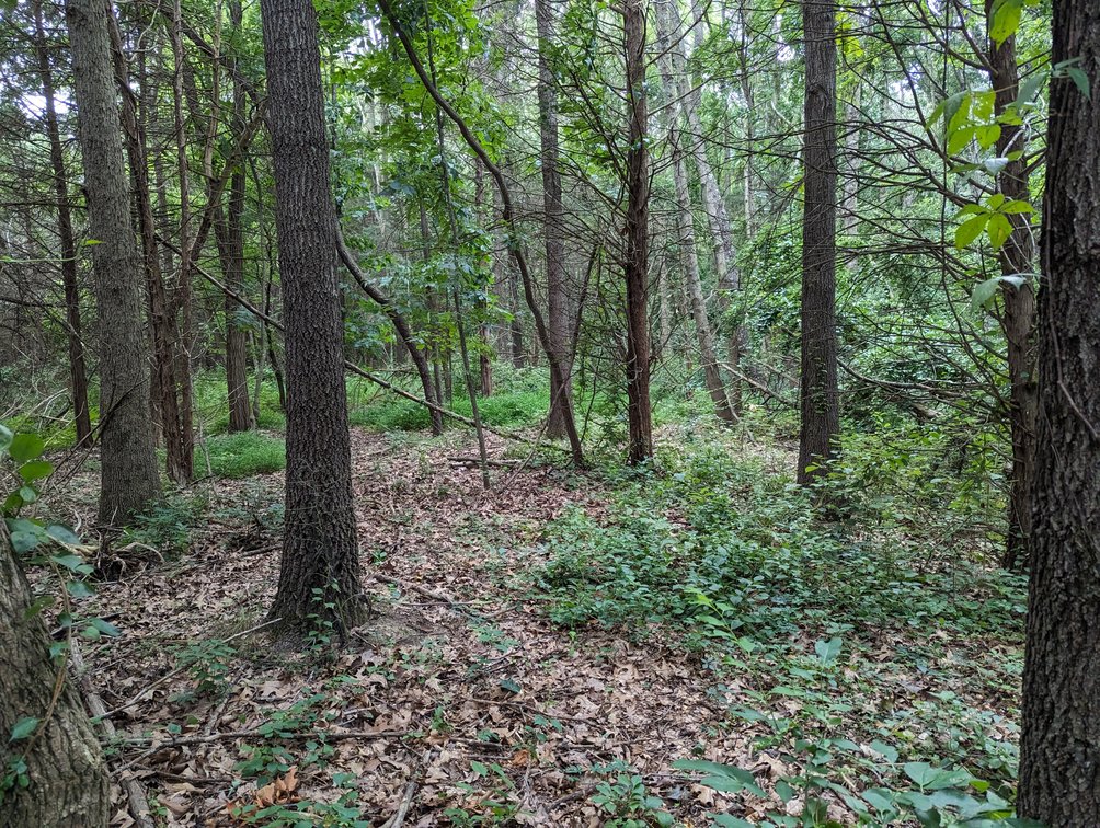 Image for Top Of The Mountain - 55 Acres Zoned SF Residential In Mount Sidney VA