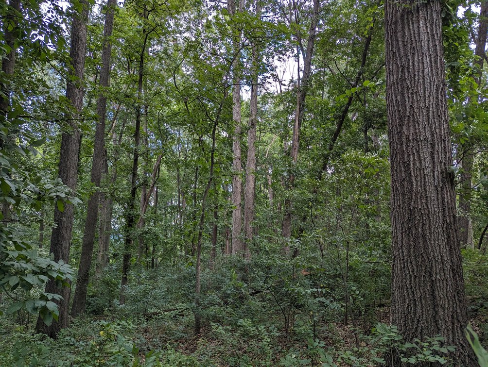 Image for Top Of The Mountain - 55 Acres Zoned SF Residential In Mount Sidney VA