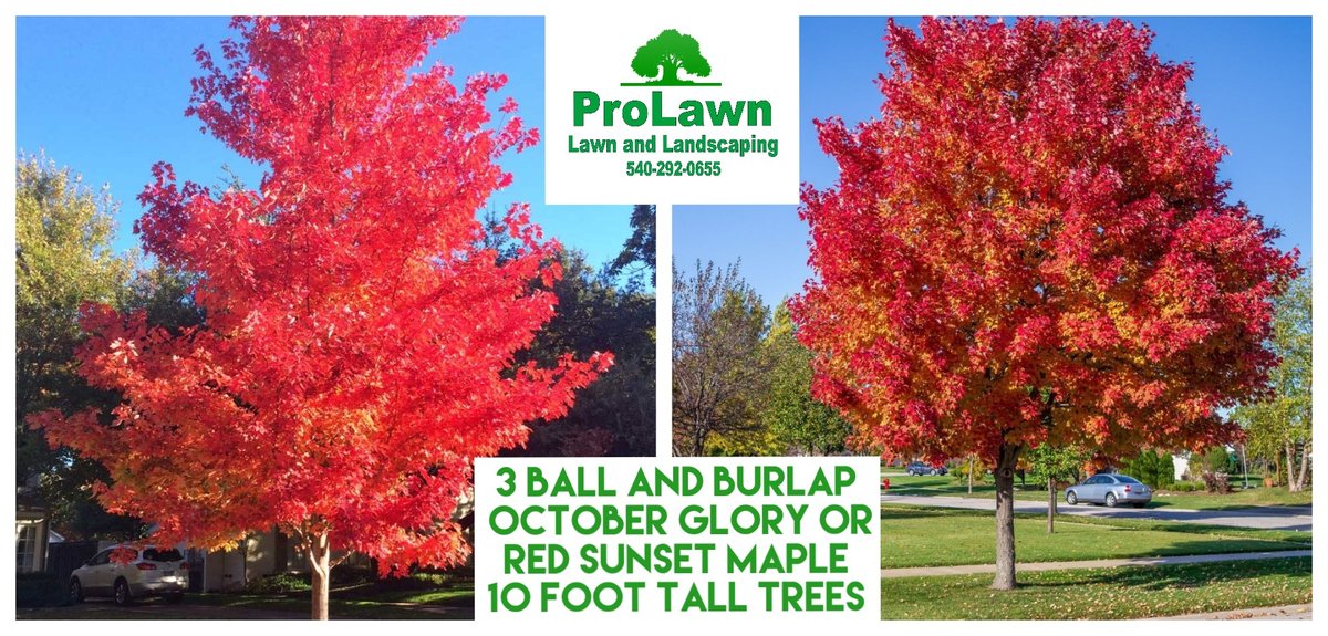 Three Trees