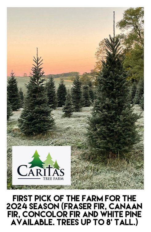 Christmas Tree - First Pick Of The Farm-  Caritas Tree Farm