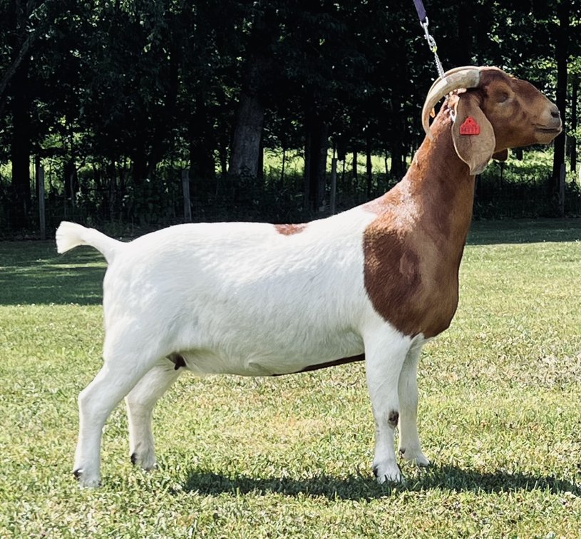 FCFB RODEO QUEEN
