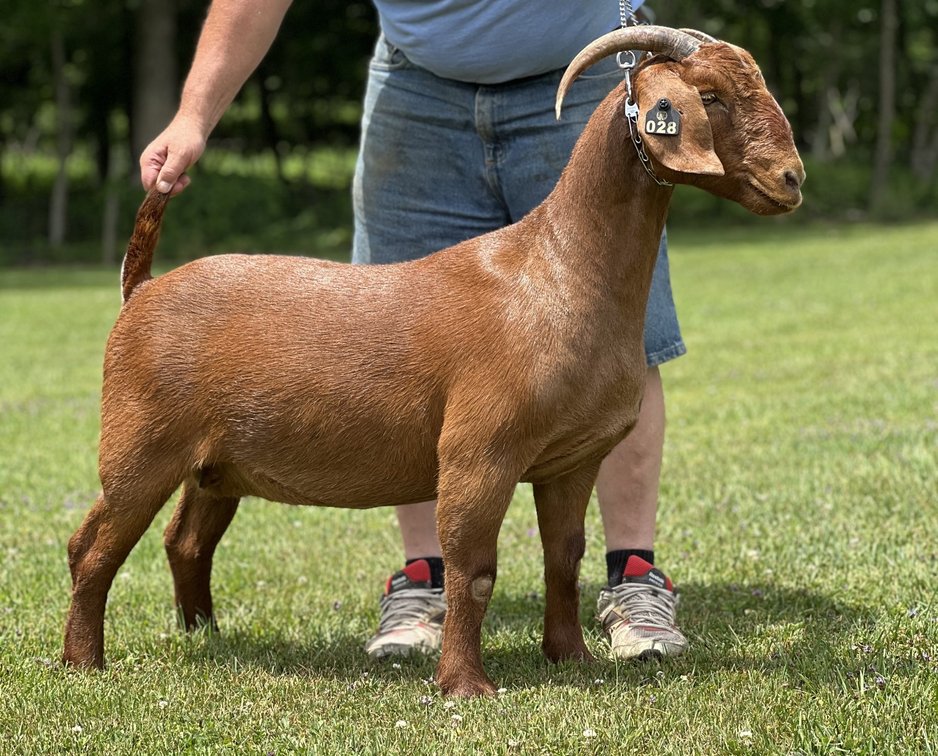 MILLER RED DOE 028