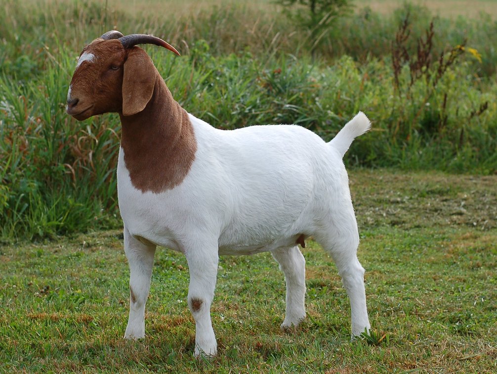 LGF3 NALA