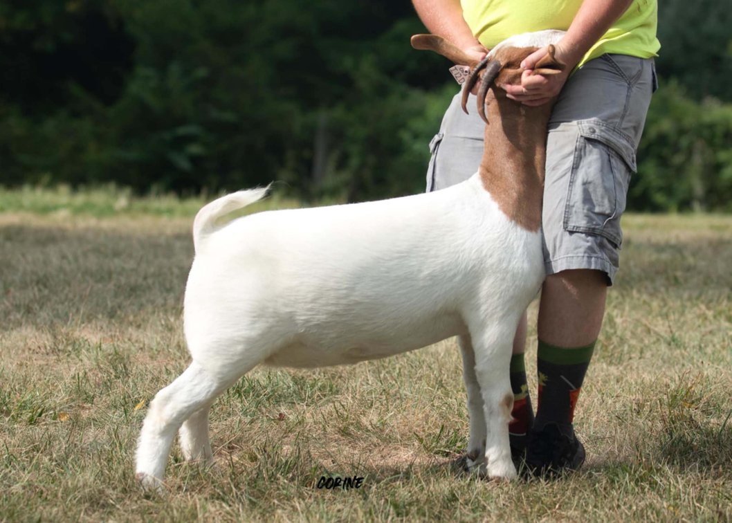LOCUST HAVEN HONEY BADGER (37.5%) BRED