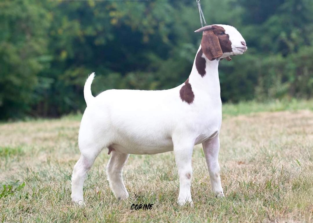 LHF5 LOCUST HAVEN DUCKDUCK GOOSE 68.75%