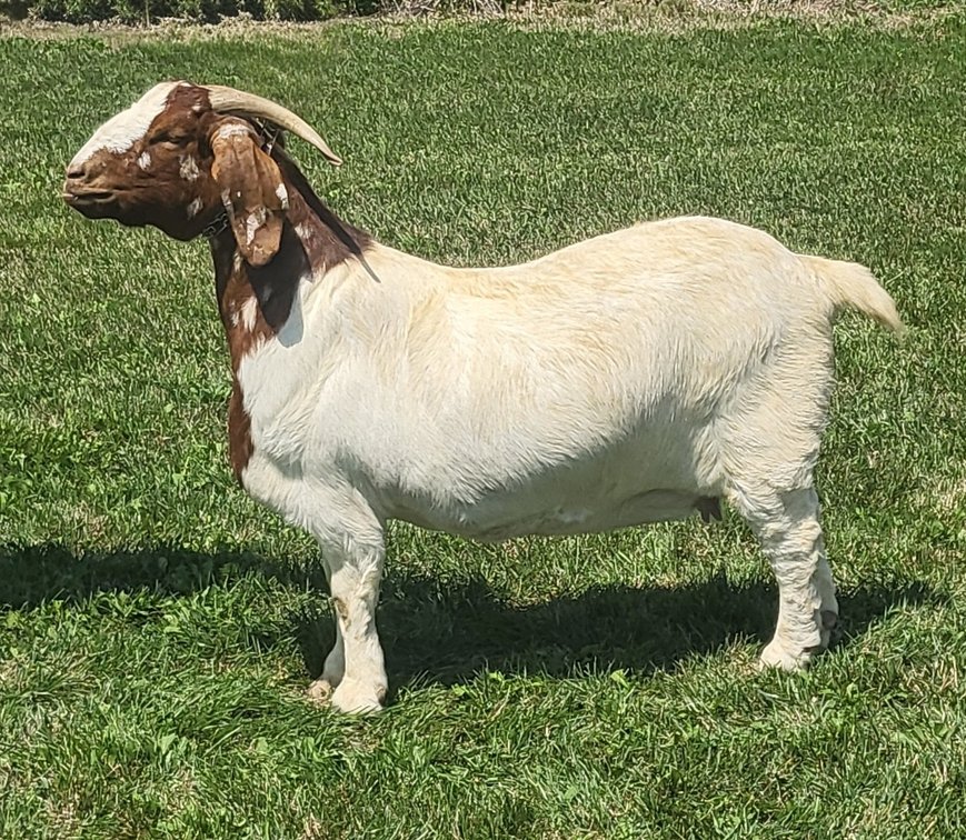 BAY-CAR FARMS DOLLY DAGGER
