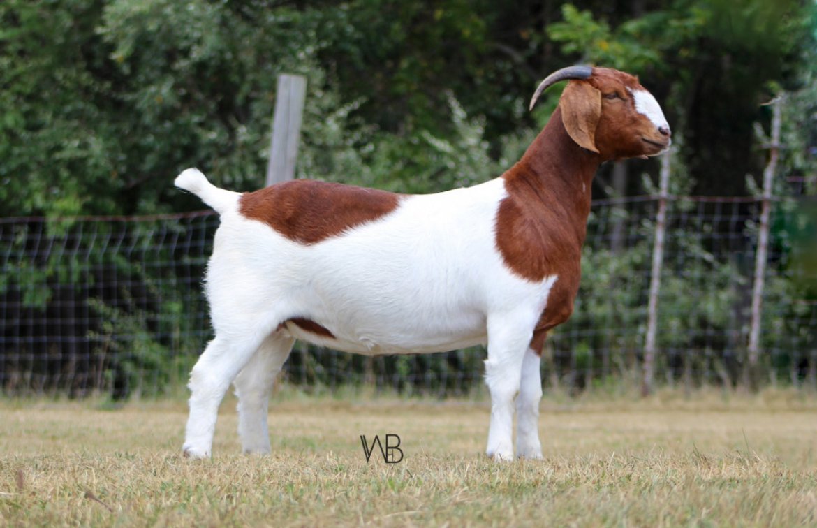 DRMP BLISSFULLY BOUGIE