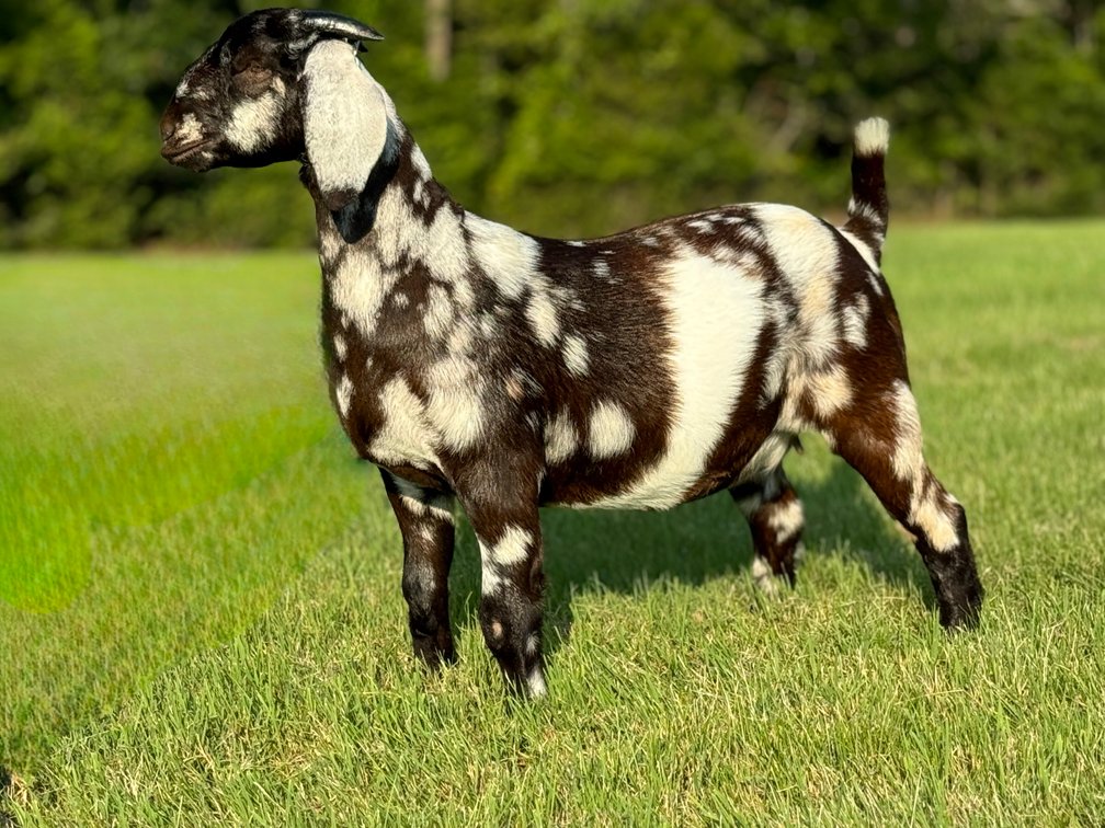 BAER PICTOR PERFECT