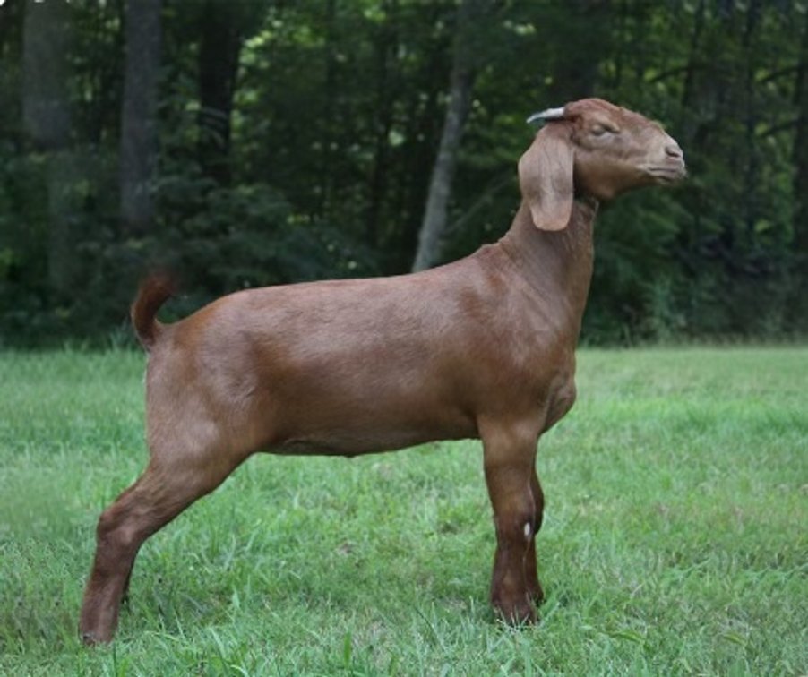 SHADY RIDGE CHOCOLATE CHERRY
