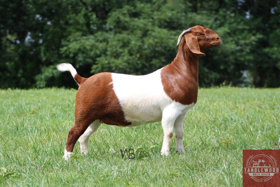PV630 TANGLEWOOD'S MOCHA SWIRL