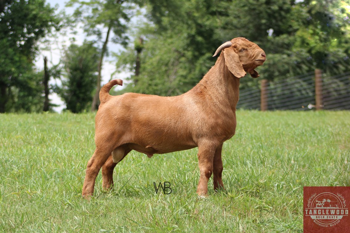 PV630 TANGLEWOOD'S ROSCOE