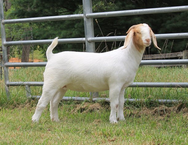 Image for VA Is For Boer Goat Lovers Sale