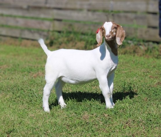 Image for VA Is For Boer Goat Lovers Sale