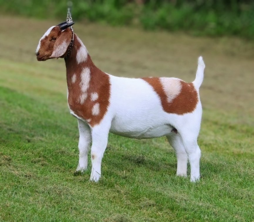 Image for VA Is For Boer Goat Lovers Sale