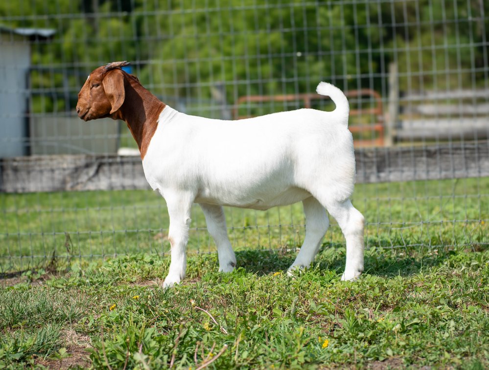 Image for VA Is For Boer Goat Lovers Sale