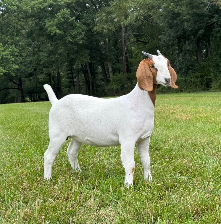 Image for VA Is For Boer Goat Lovers Sale