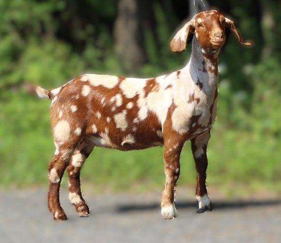 Image for VA Is For Boer Goat Lovers Sale