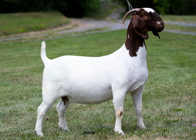 Image for VA Is For Boer Goat Lovers Sale