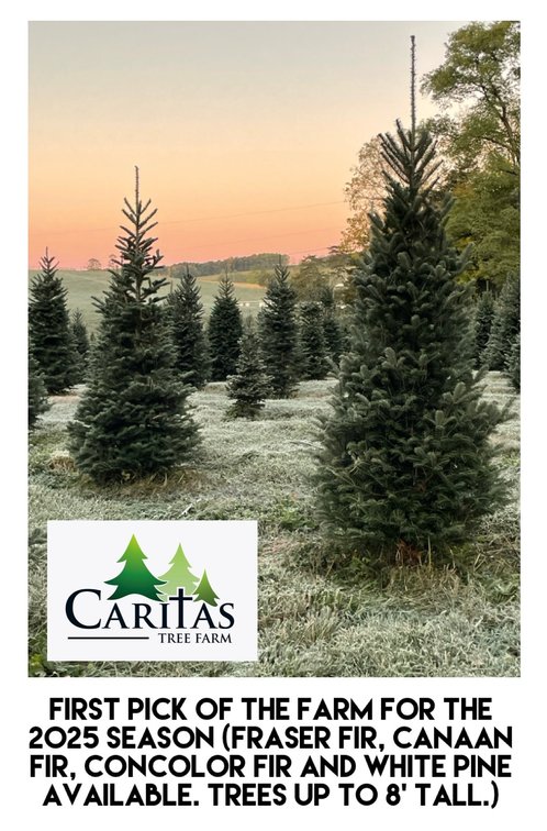 Christmas Tree - First Pick Of The Farm-  Caritas Tree Farm