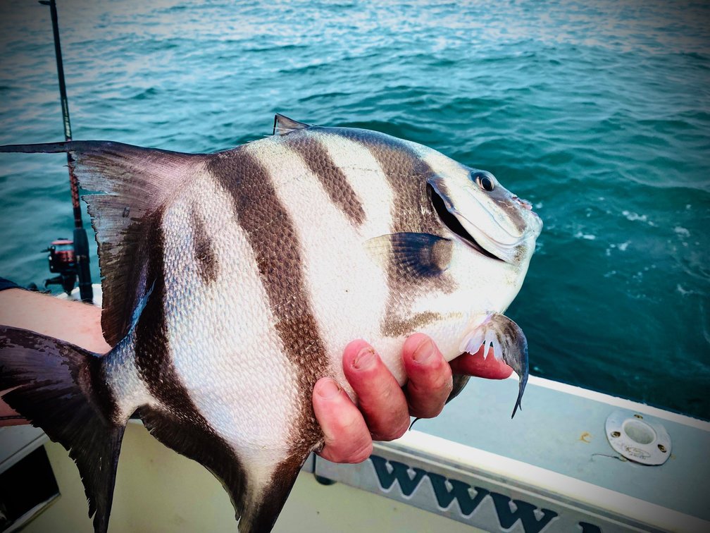 Chesapeake Bay Spadefish Fishing Trip For 5- 8 People