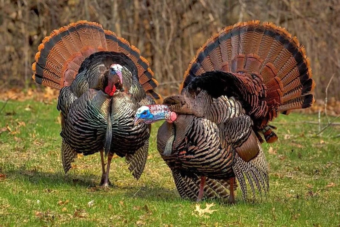 Guided and Filmed VA Turkey Hunt