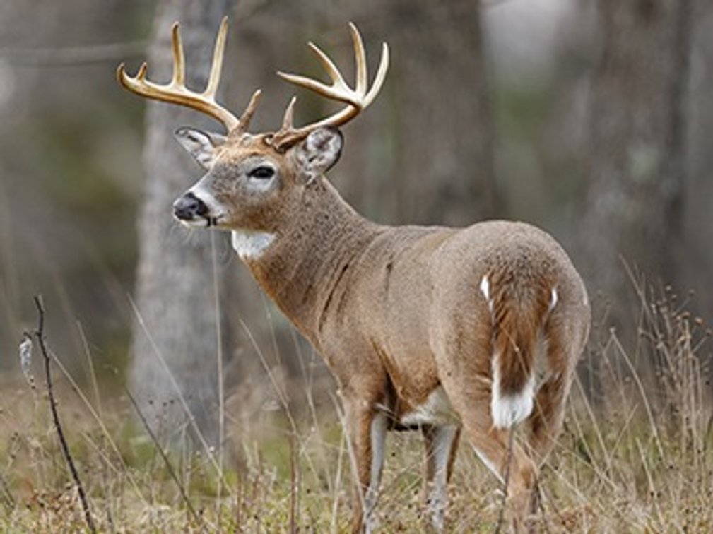 Four Day Whitetail Hunt In SE OH