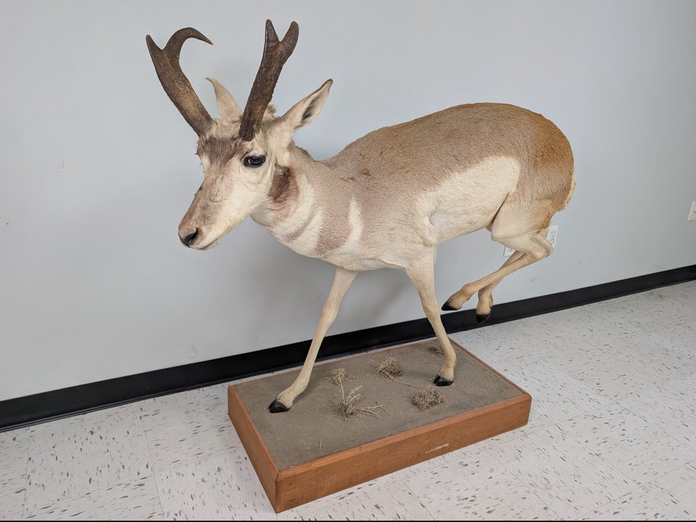 Pronghorn Antelope