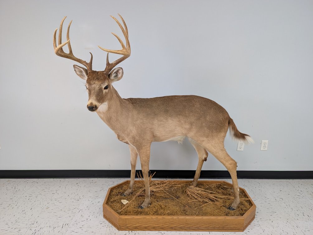 10 Pt Whitetail Deer Full Size