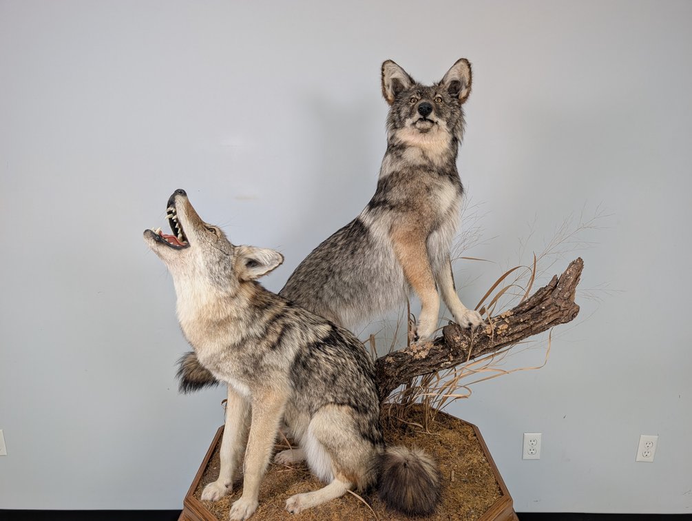 Two Coyotes On Habitat Base