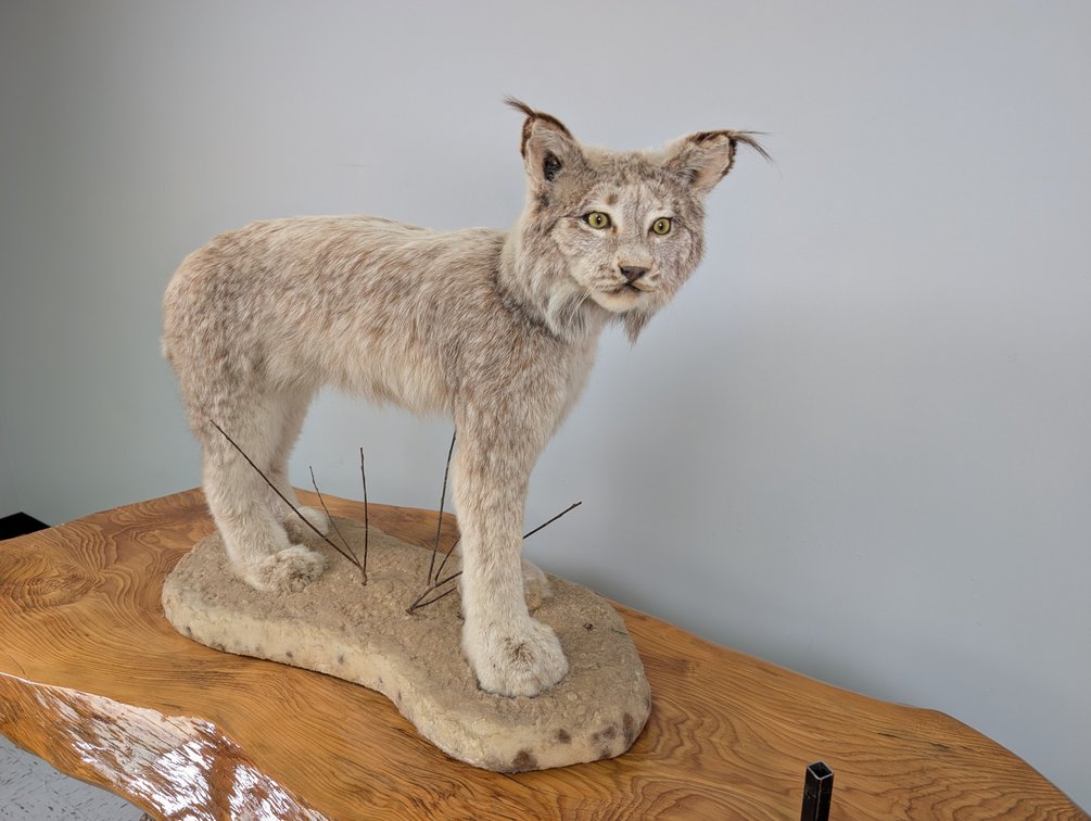 Lynx