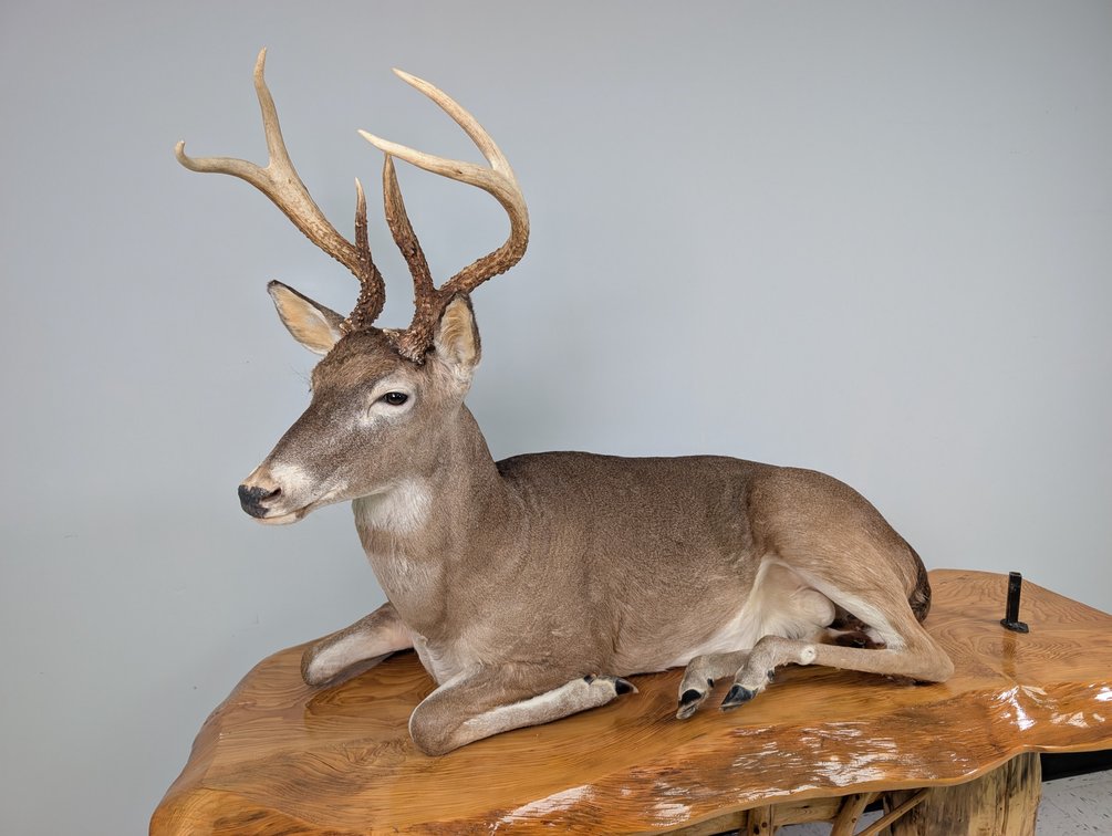 6 Pt Typical Whitetail Full Body Mount