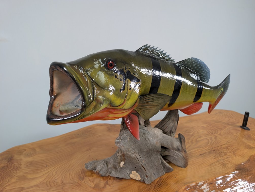 Peacock Bass Replica
