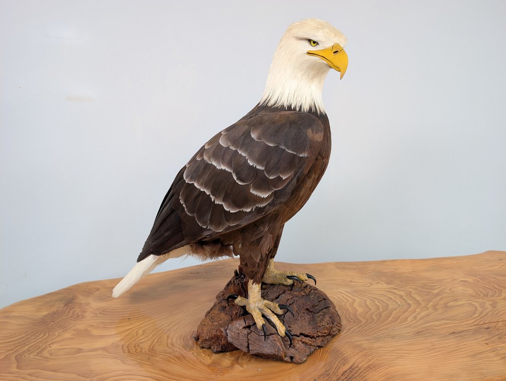 Bald Eagle Replica