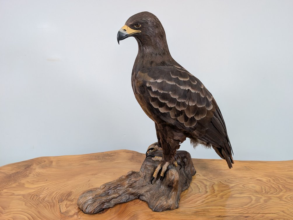 Golden Eagle Replica 