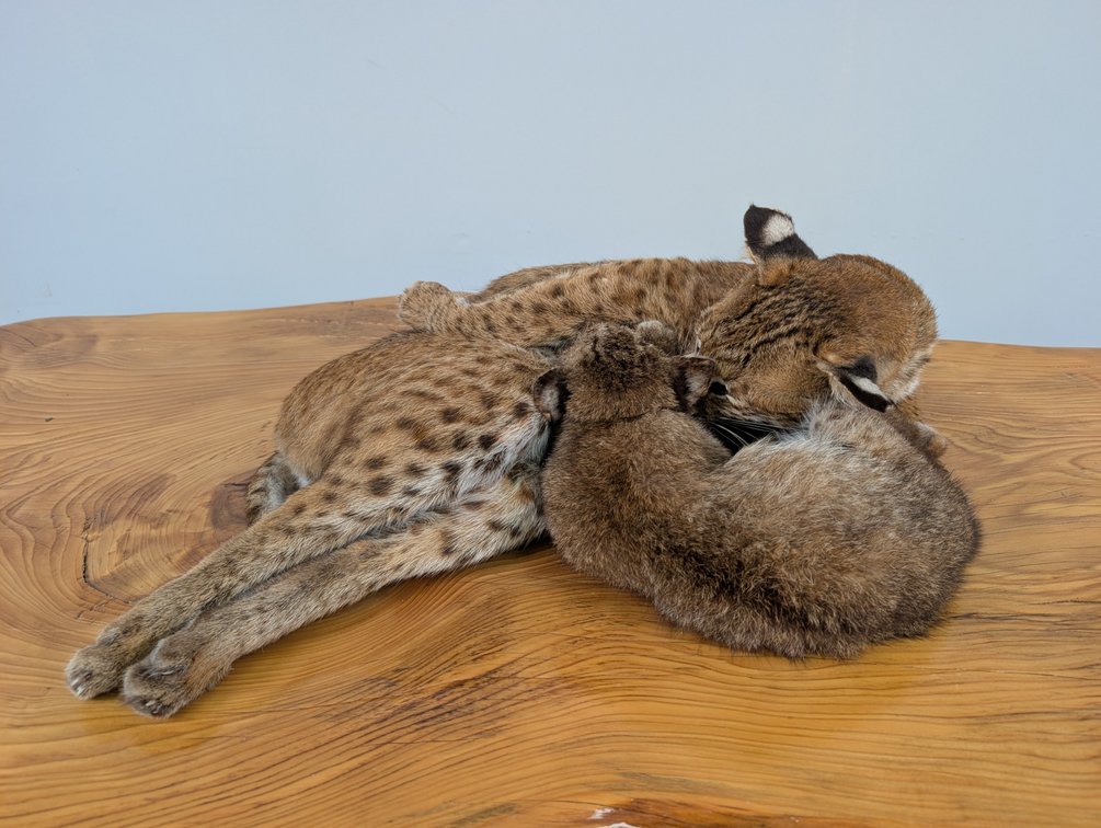 Bobcat and Kitten