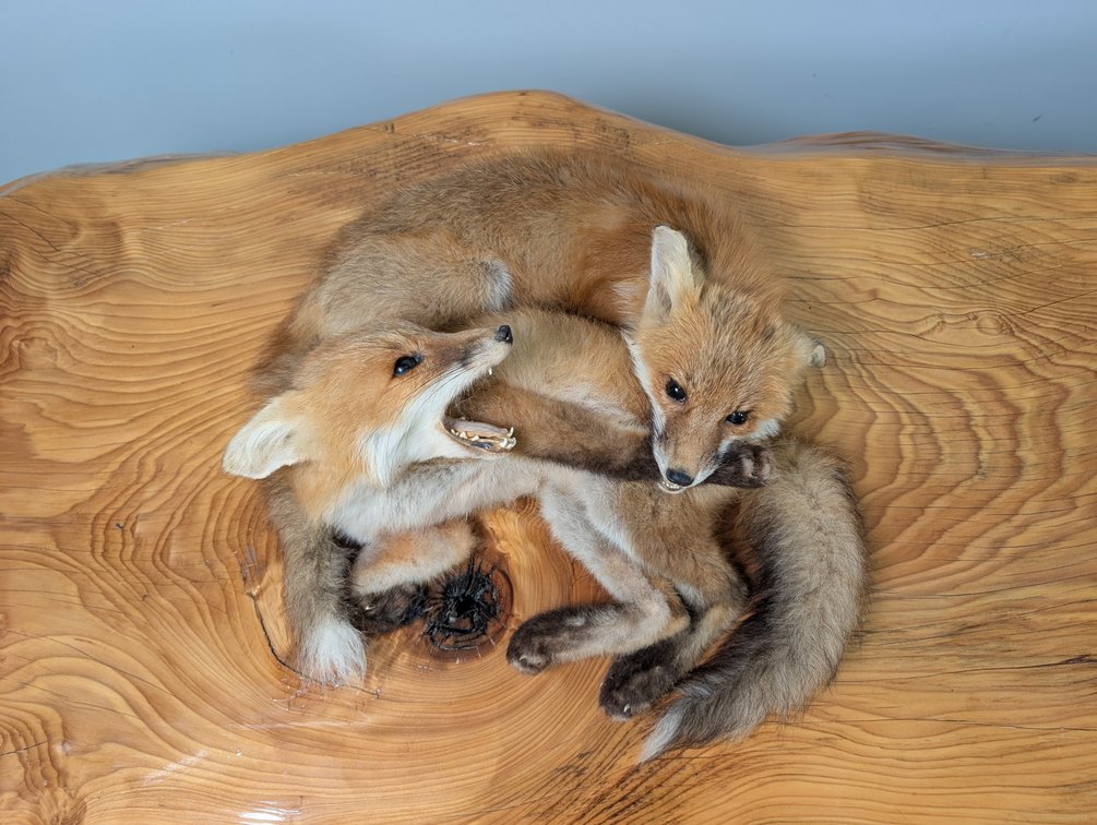 Fox Kits Freeze Dried