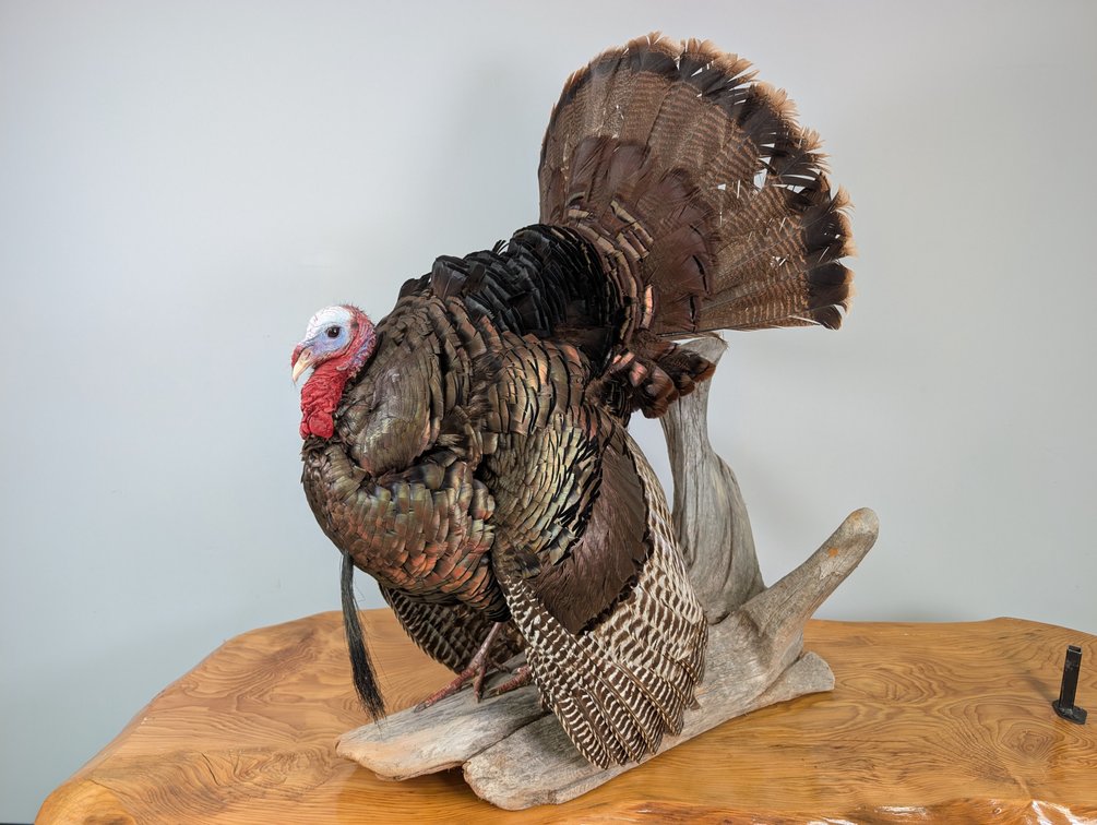 Wild Turkey On Wood Habitat Base