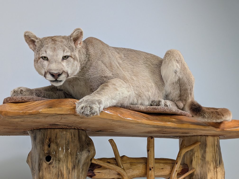 Mountain Lion In Crouching Pose