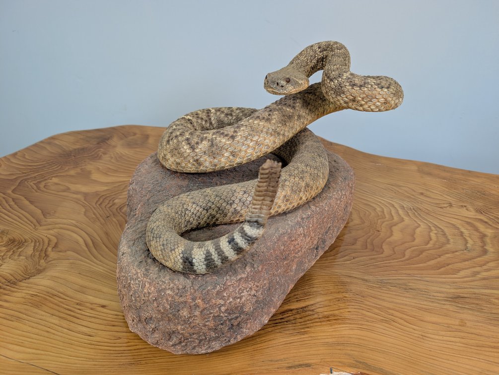 Western Diamond Back Rattlesnake 