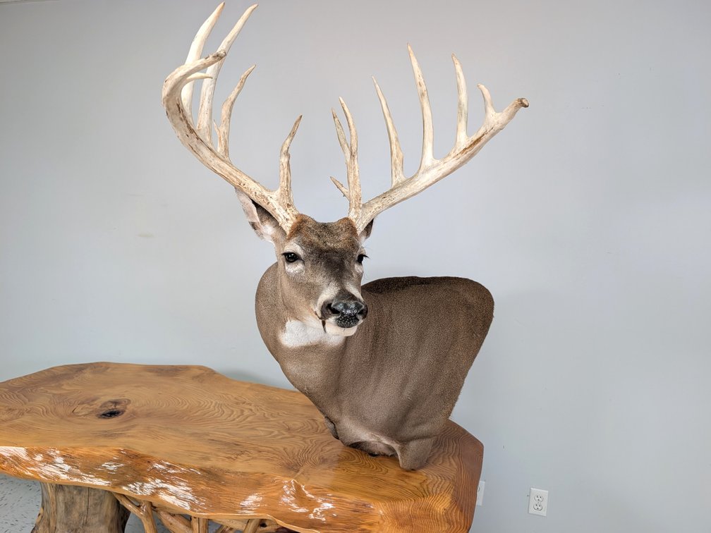 16 Pt Typical Whitetail Pedestal Mount 