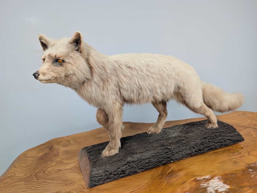 Kodiak Cross Fox On Log