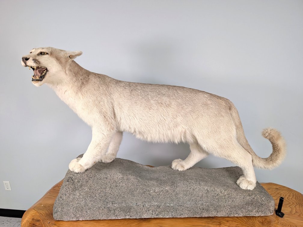 Mountain Lion On Imitation Rock