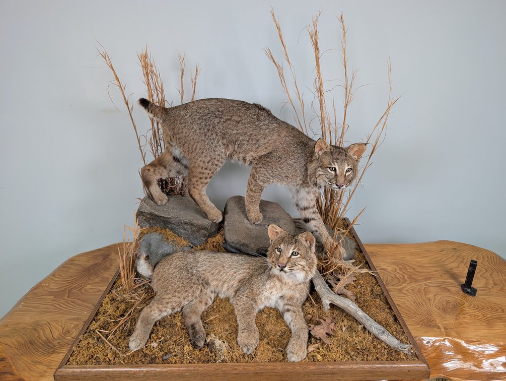 Two Bobcats On Habitat Base