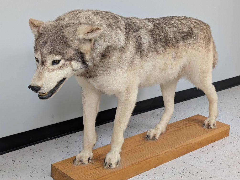 Alaskan Grey Wolf