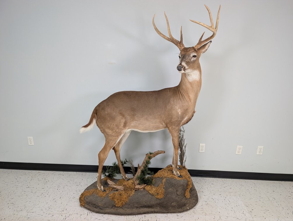 7 Pt Life Size Whitetail On Habitat Base