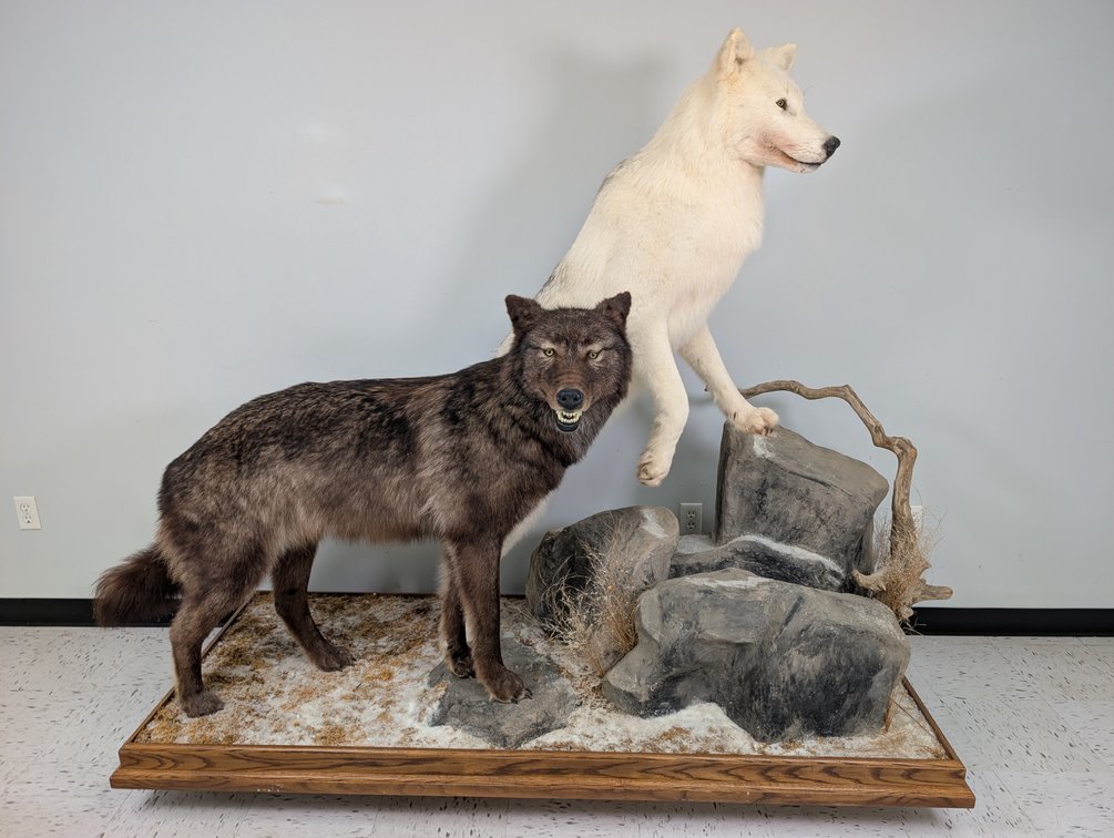 Black and White Color Phase Wolves On Habitat Base