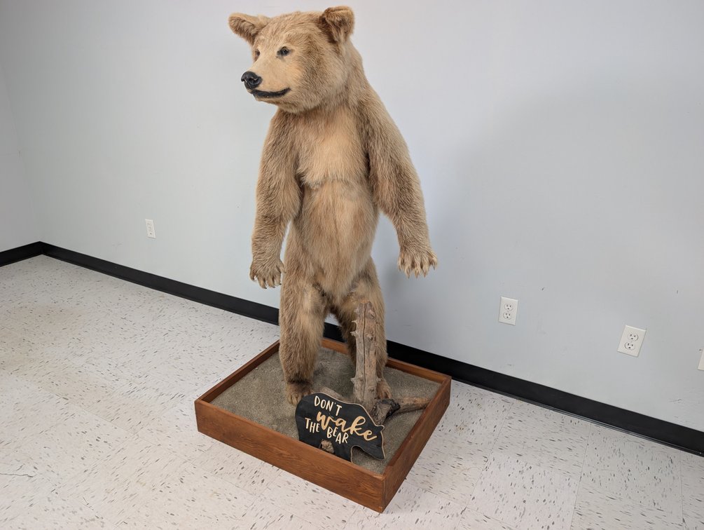 Brown Phase Black Bear